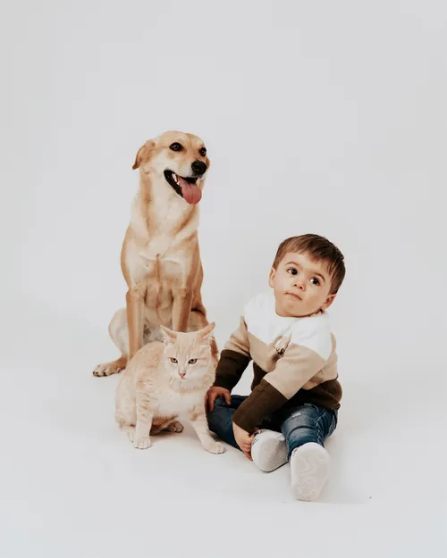 Menino pequeno sentado no estúdio com um cão e um gato ruivo.